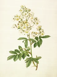 ロサmultiflora